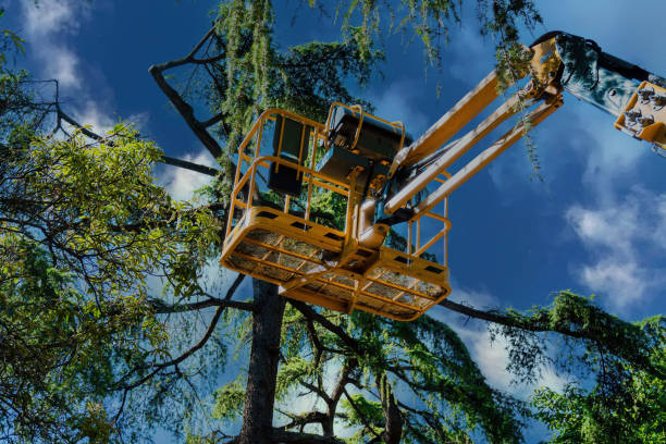 Reliable Burlington, WI Tree Services Solutions