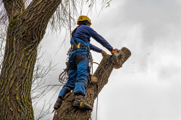 How Our Tree Care Process Works  in  Burlington, WI