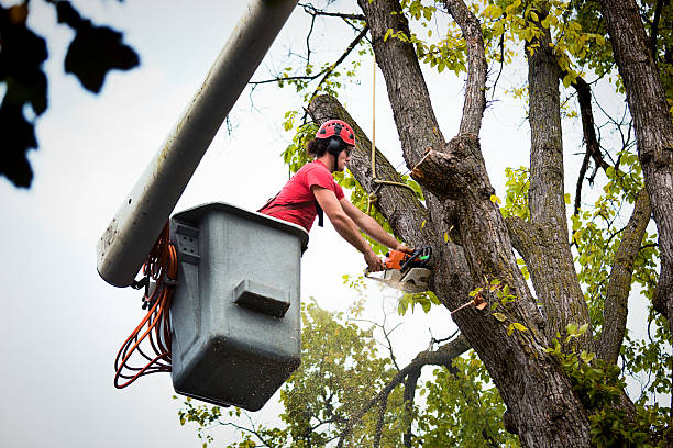 Tree and Shrub Care in Burlington, WI